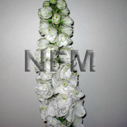 delphiniums white hybrid flower